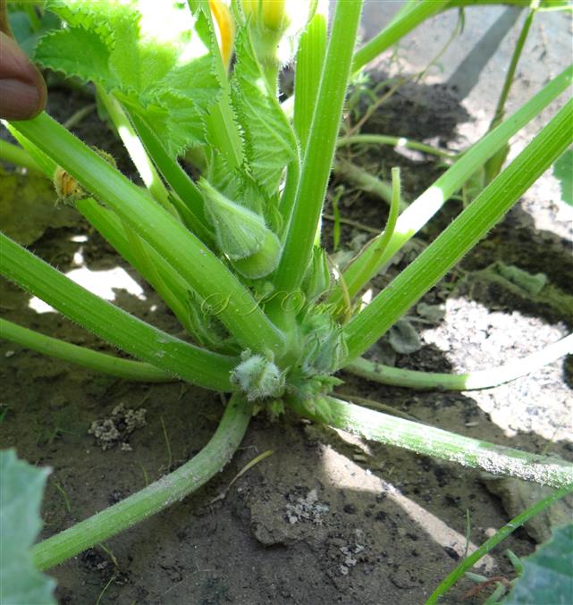  Plant
